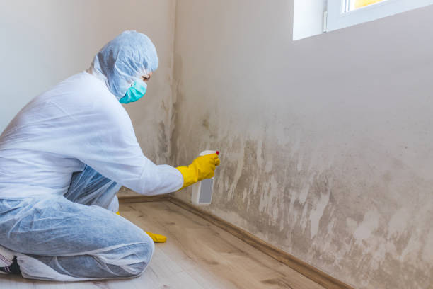 Licensed Commercial Mold Remediation service in Decatur, IL - WQB Mold Removal